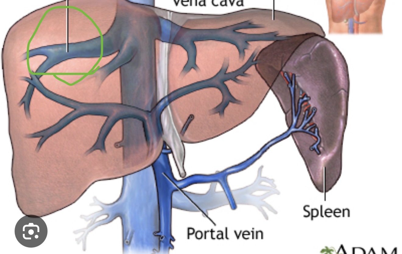 <p><span><span>veins that drain deoxygenated blood from the liver. They collect blood from the liver sinusoids and empty directly into the </span></span><a target="_blank" rel="noopener noreferrer nofollow" class="link" href="chatgpt://generic-entity?number=0" data-prevent-progress="true"><span><u><span>inferior vena cava</span></u></span></a><span><span> just below the diaphragm.</span></span></p>