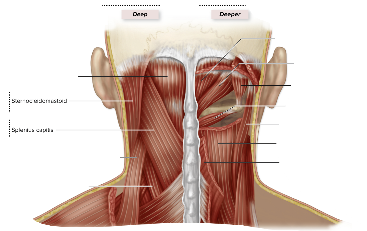 <p>splenius capitus</p>
