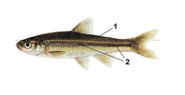 <p>1) brassy-yellow body</p><p>2) diffuse dusky stripe, developed on rear half of side</p>