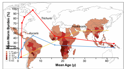 <p>1 year life span (A. duodenale)</p><p>2-5 years lifespan (N. americanus)</p><p>worm burdens do not decline in adult years</p>