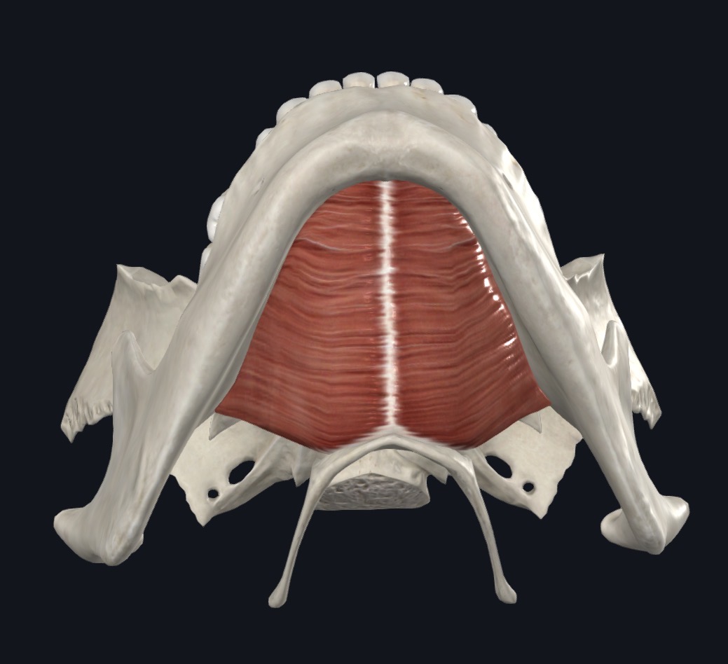 <p>Mylohyoid Nerve</p>