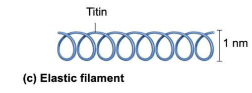 <p>Elastic Filaments</p>