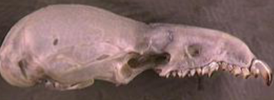 <p>Sorex arcticus</p>