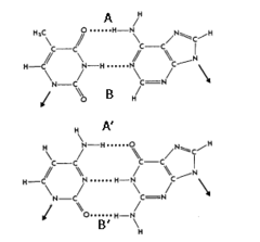 <p>A and A'</p>
