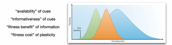 <p></p><p><strong>Definitie:</strong></p><p>Periodes waarin de impact van ervaring op fenotype <strong>extra veel invloed</strong> (dus meer plastisch?</p><p></p><p>&nbsp;</p><p><span data-name="fire" data-type="emoji">🔥</span><strong> Critical period (extreem geval)</strong></p><ul><li><p>Alleen in specifieke periode mogelijk</p></li><li><p>Onomkeerbaar</p></li></ul><p>&nbsp;</p><p>wanneer komt dit voor </p><ul><li><p>verschilt in de ontwikkeling</p></li><li><p>verschil tussen soorten</p></li></ul><ul><li><p>verschil tussen individuen</p></li><li><p>verschil binnen individu</p></li></ul><p></p><p>oa physiological mechanismes</p><p>evolutie van sensitieve periodes</p><p></p><p>evolutie sensitieve periode ; Afhankelijk van:</p><ul><li><p>Beschikbaarheid van informatie (cues)</p></li><li><p>Hoe informatief die cues zijn</p></li><li><p>Kosten van plasticiteit</p></li><li><p>Voordeel van aanpassen</p></li></ul><p></p><p></p><p></p><p><span data-name="brain" data-type="emoji">🧠</span><strong> Waarom niet altijd plastic?</strong></p><p>Plasticiteit kost:</p><ul><li><p>Energie</p></li><li><p>Tijd</p></li><li><p>Risico</p></li></ul><p><span data-name="point_right" data-type="emoji">👉</span> Daarom alleen in bepaalde periodes</p><p></p>