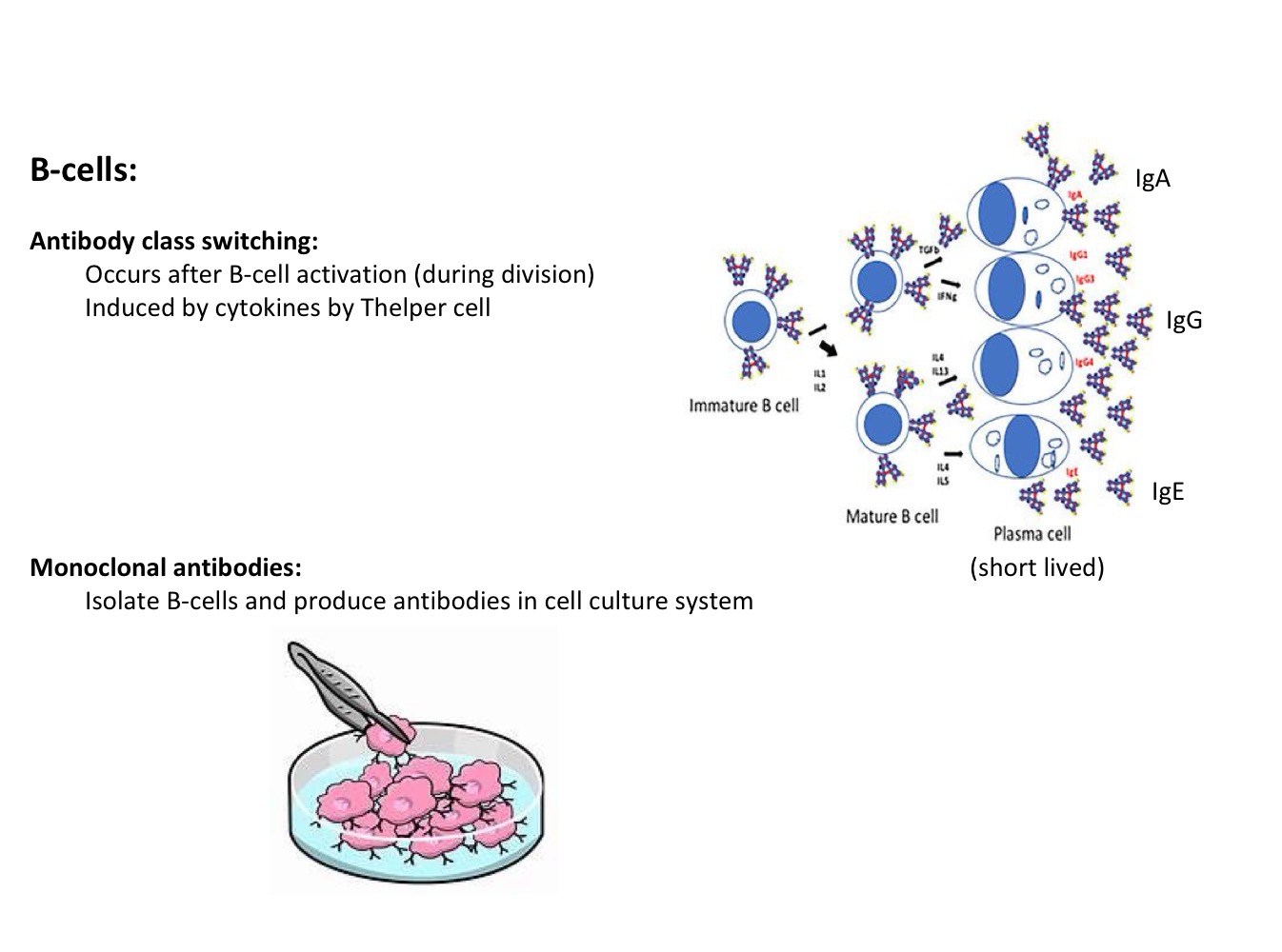 <ul><li><p><strong>Antibody class switching:</strong></p><ul><li><p>Occurs after B-cell activation (during division)</p></li><li><p>Induced by cytokines by T-helper cell</p></li></ul></li></ul><p></p><ul><li><p>Monoclonal antibodies: </p><ul><li><p>Isolate B-cells and produce in cell culture system </p></li></ul></li></ul><p></p>