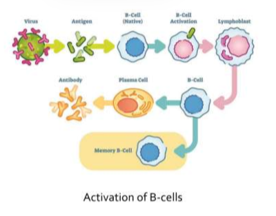 <ul><li><p><strong>Activated B cells produce antibodies</strong> that bind to free antigens in body fluids </p></li><li><p>Some <strong>B cells</strong> become <strong>memory cells</strong> which become active in future encounters of this same antigen and confer immunity to that antigen</p></li></ul><p></p>
