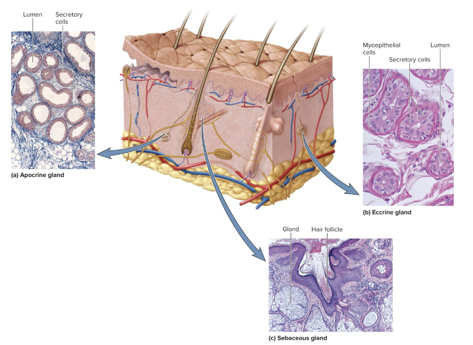 <p><span style="font-size: calc(var(--scale-factor)*23.79px);">Contract in response to stimulation by sympathetic nervous system and squeeze perspiration up the duct. </span><span>Found in both apocrine and eccrine glands. </span></p>