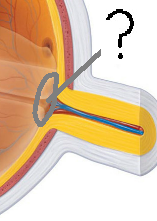 <p>site of axons leaving eye, vessels entering</p>