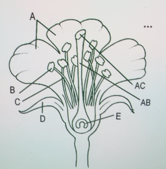<p>label</p>