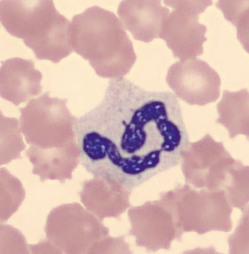 term image