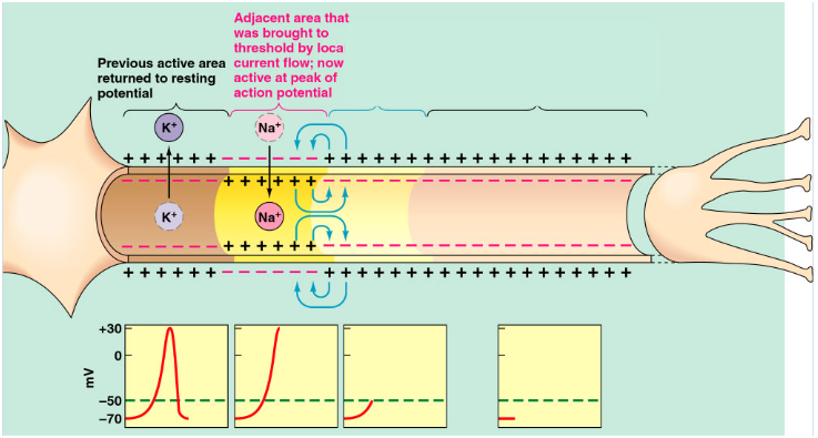<ol><li><p>Occurs when locally generated depolarizing current spreads to adjacent regions of membrane causing it to depolarize</p></li><li><p><span style="background-color: transparent;">The original active area returns to resting potential, and the new activate area induces an action potential in the next adjacent inactive area. The cycle repeats itself down the length of the axon.</span></p></li></ol><p></p>
