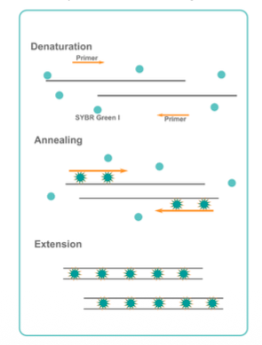 <ul><li><p><strong>Primers</strong> specific for a region of interest (ROI)</p></li></ul><p></p>