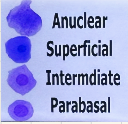 <ul><li><p>Anucleares</p></li><li><p>Superficiales</p></li><li><p>Intermediarios</p></li><li><p>Parabasales </p></li></ul><p></p>
