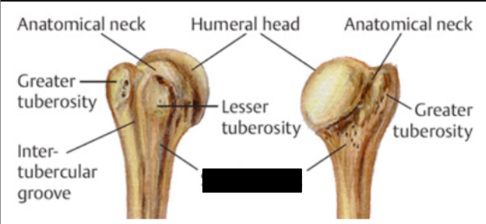 <p>What is this tubercle of the Humerus?</p>