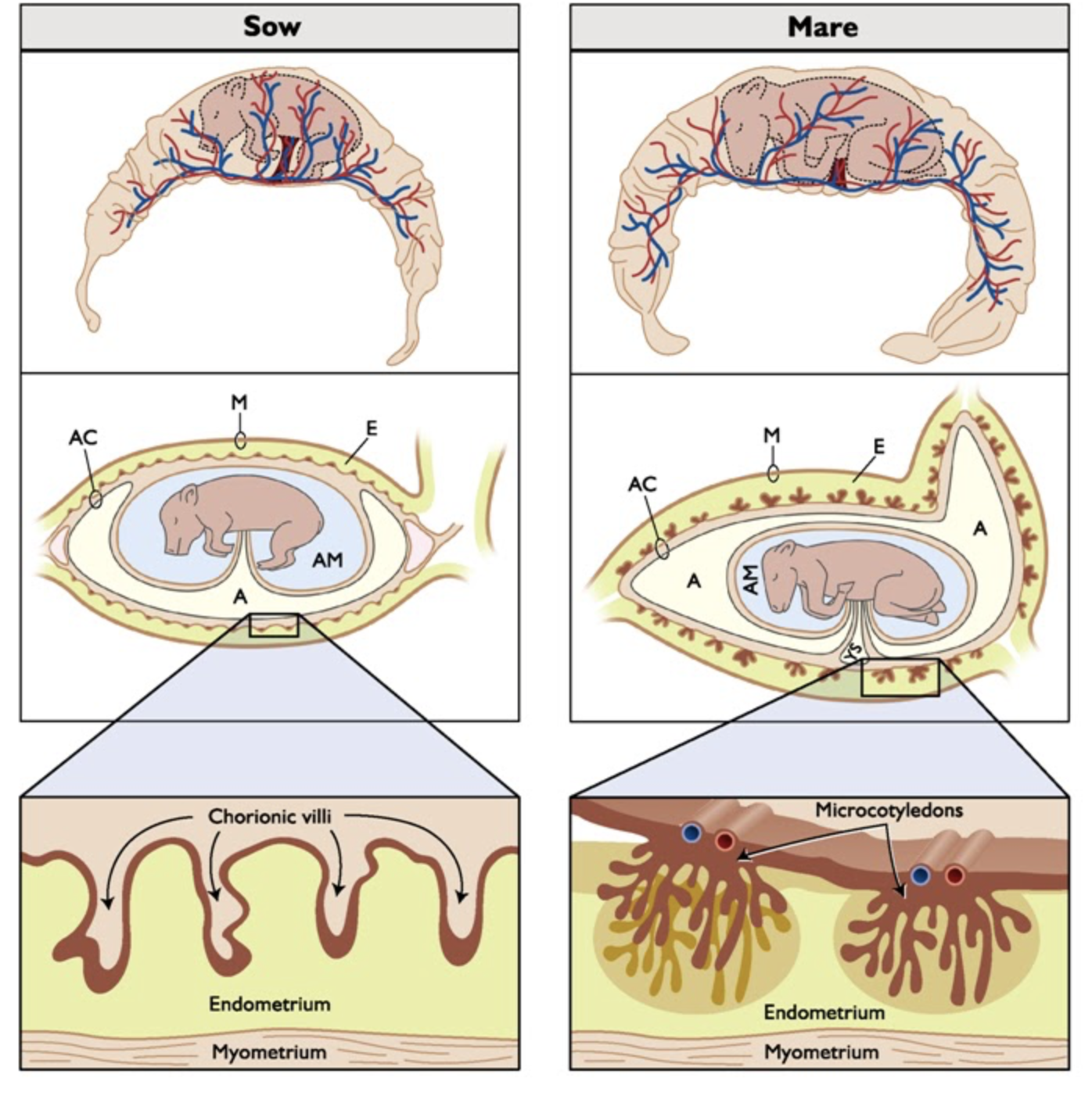 <p>Velcros to maternal side of placenta (endometrium) with chorionic villi (where blood crosses over in pigs)</p><p>Entire surface of chorioallantois attached to endometrium</p><ul><li><p>Chorionic villi = where blood crosses over in pigs</p></li><li><p>Horses have microcotelydans instead of chorionic villi, this is still where blood crosses over</p></li></ul><p>Rugae: maternal side of placenta in pigs</p><p>Areola: fetal side of placenta in pigs</p><p>Epithelio-chorial: 6 layers of tissue between fetal and maternal blood supply</p><p>Pigs and horse</p>
