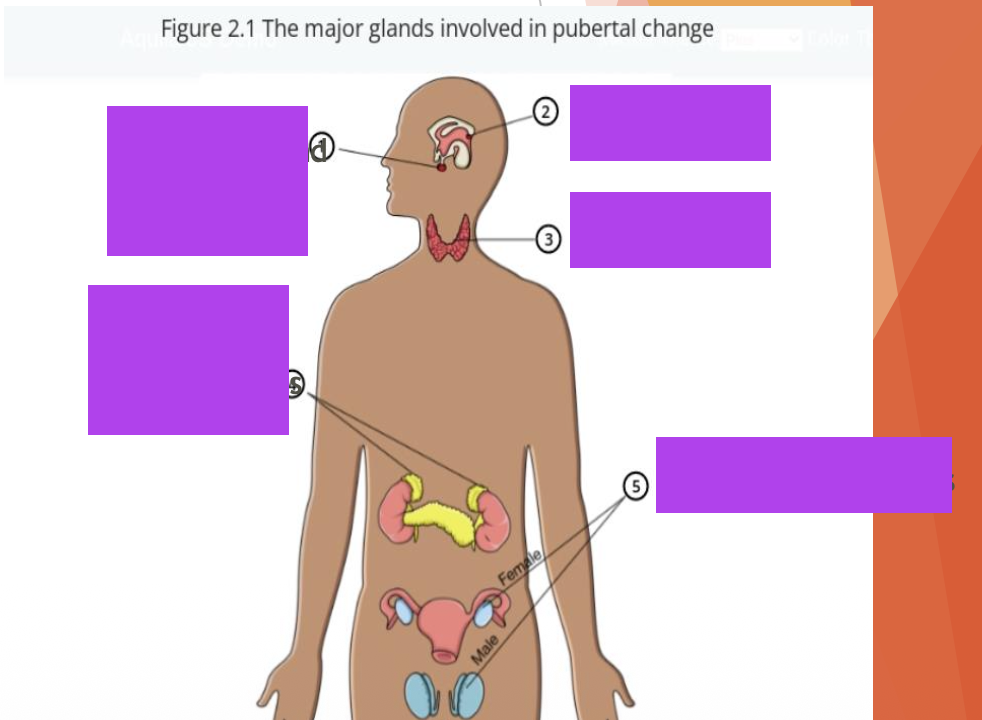 <p><strong><u>The Endocrine System</u></strong></p><p class="p2"> At the time of puberty, the body undergoes a __ that dramatically changes the adolescent’s anatomy, physiology, and physical appearance.</p><p class="p2"> These changes all begin with events that occur in the ? system during __.</p><p class="p2"> The endocrine system consists of ? in various parts of the body.</p><p class="p3"><span data-name="arrow_right_hook" data-type="emoji">↪</span> The glands release chemicals called ? into the __ and affect the development/functioning of the body.</p>