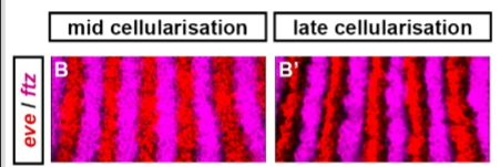 <p>Mid-cellularization: thin to no boundary between Ftz and Eve</p><p>Late-cellularization: thicker bands of no expression acting as a boundary between Ftz and Eve => boundaries have been established so now segment polarity genes will be induced, to reinforce these boundaries</p>