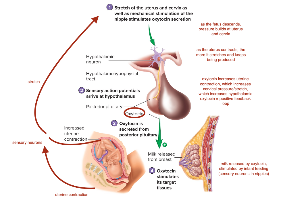 <p>Control of Oxytocin Secretion </p>