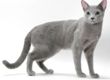 <p>welk type kat is dit</p>