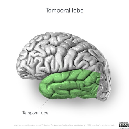 <p>Temporal Lobe</p>