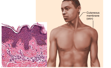 <ul><li><p><span style="background-color: transparent; font-family: "Playfair Display", serif;">The superficial layer is made up of keratinized stratified epithelium (epidermis) attached to connective tissue (dermis)</span></p></li><li><p><span style="background-color: transparent; font-family: "Playfair Display", serif;">Only <strong>dry</strong> membrane (exposed to air)</span></p></li></ul><p></p>