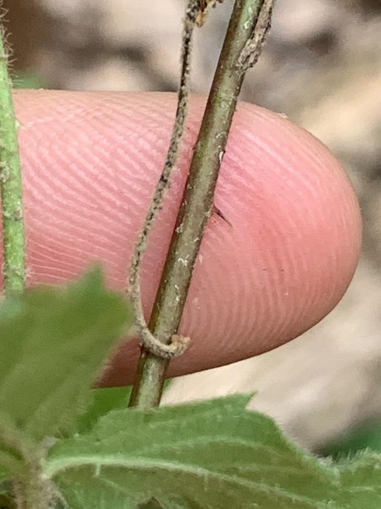 <p>Rubus spp.</p>