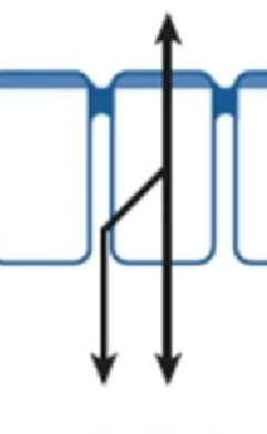 <p>What path for transport is this?</p>