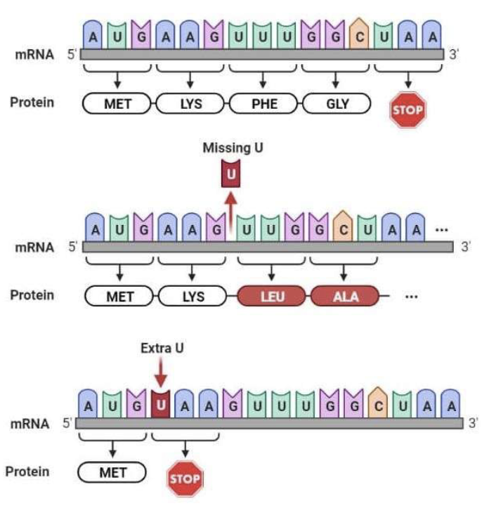 <p><span style="color: rgb(255, 255, 255);">Frameshifts </span></p>
