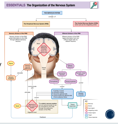 <p>Sensory, efferent neurons, somatic motor, autonomic: parasympathetic, sympathetic</p>