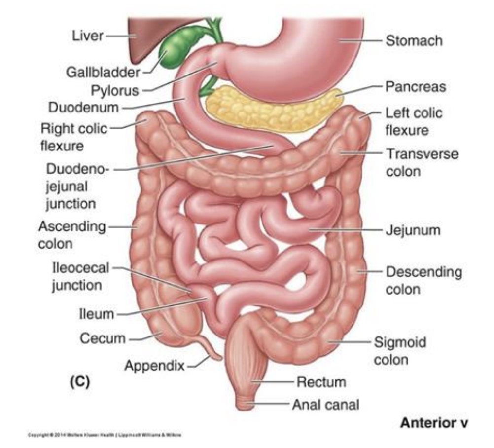 <p>● Three parts; duodenum, jejunum and ileum (proximal to distal) </p><p>● Intraperitoneal (suspending within peritoneal cavity), connected to posterior peritoneal cavity via mesentery </p><p>● Mesentery contains neurovascular supply </p><p>● Functions to absorb nutrients, electrolytes and water from the recently digested food</p>