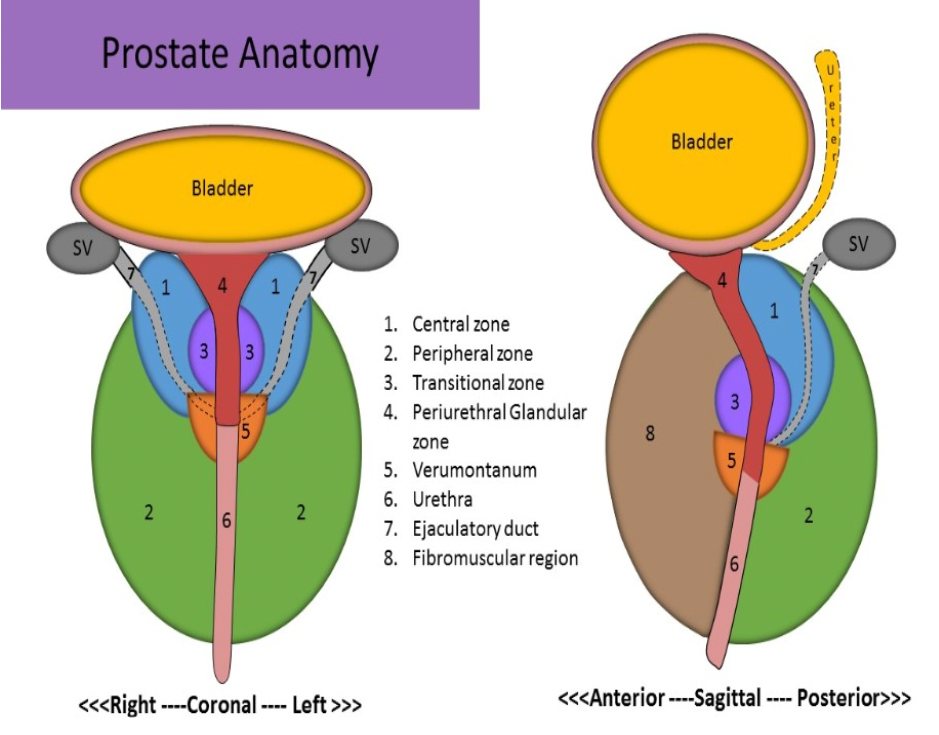 <p>The fibromuscular stroma of the prostate is called the anterior zone.</p>