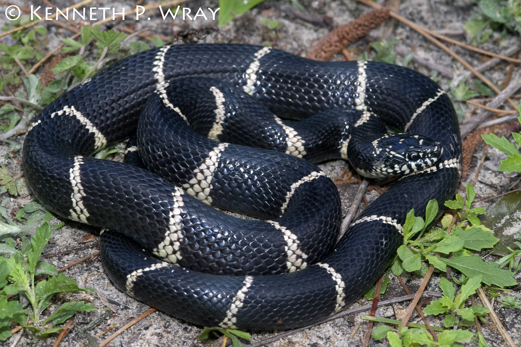 <p>Lampropeltis getula</p>