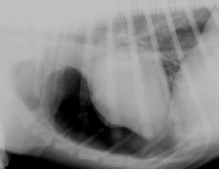 <p>Diagnosis?</p>
