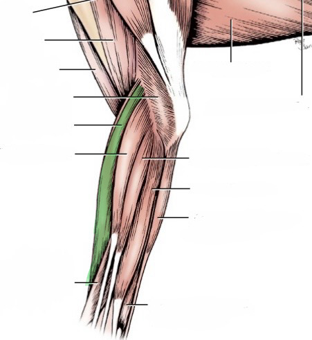 <p>action- extend carpus</p><p>origin- lateral supracondylar crest of humerus</p><p>insertion- base of metacarpals 2 &amp; 3</p><p>innervation- radial n. </p>