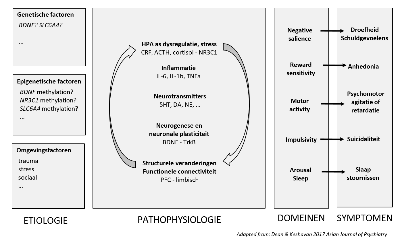 <p>Depressie: cluster van symptomen met multifactoriële etiologie</p><ul><li><p>maladaptieve stressrespons </p></li><li><p>disregulatie van HPA-as &amp; verminderde gevoeligheid voor cortisol effecten → meer vrijstelling van pro-inflammatoire cytokines met belangrijke impact op neurotransmissie, neurogenese &amp; neuronale netwerk plasticiteit</p><ul><li><p>stressrespons systeem volledig ontregeld — continu cortisol (ontstekingsremmend) → desensitisatie van cortisol receptoren → cortisol resistentie → cascade van adaptaties: ontstekingen, veranderingen in neuronen, connectiviteit, netwerken</p></li></ul></li></ul><p></p>