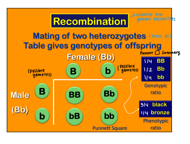 <p>______: combining possible gametes to give a new set of alleles </p><p>**Review Punnet Square, Genotypic Ratio and Phenotypic Ratio</p>