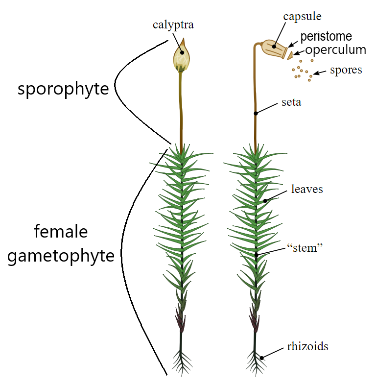 <p>rhizoids, allows moss to fasten o a substrate</p>