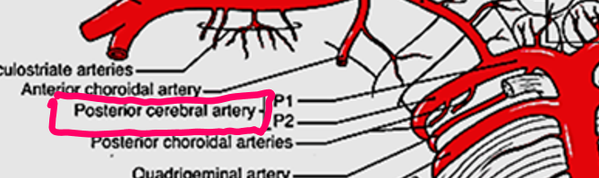 <p>Posterior Cerebral Arteries</p>