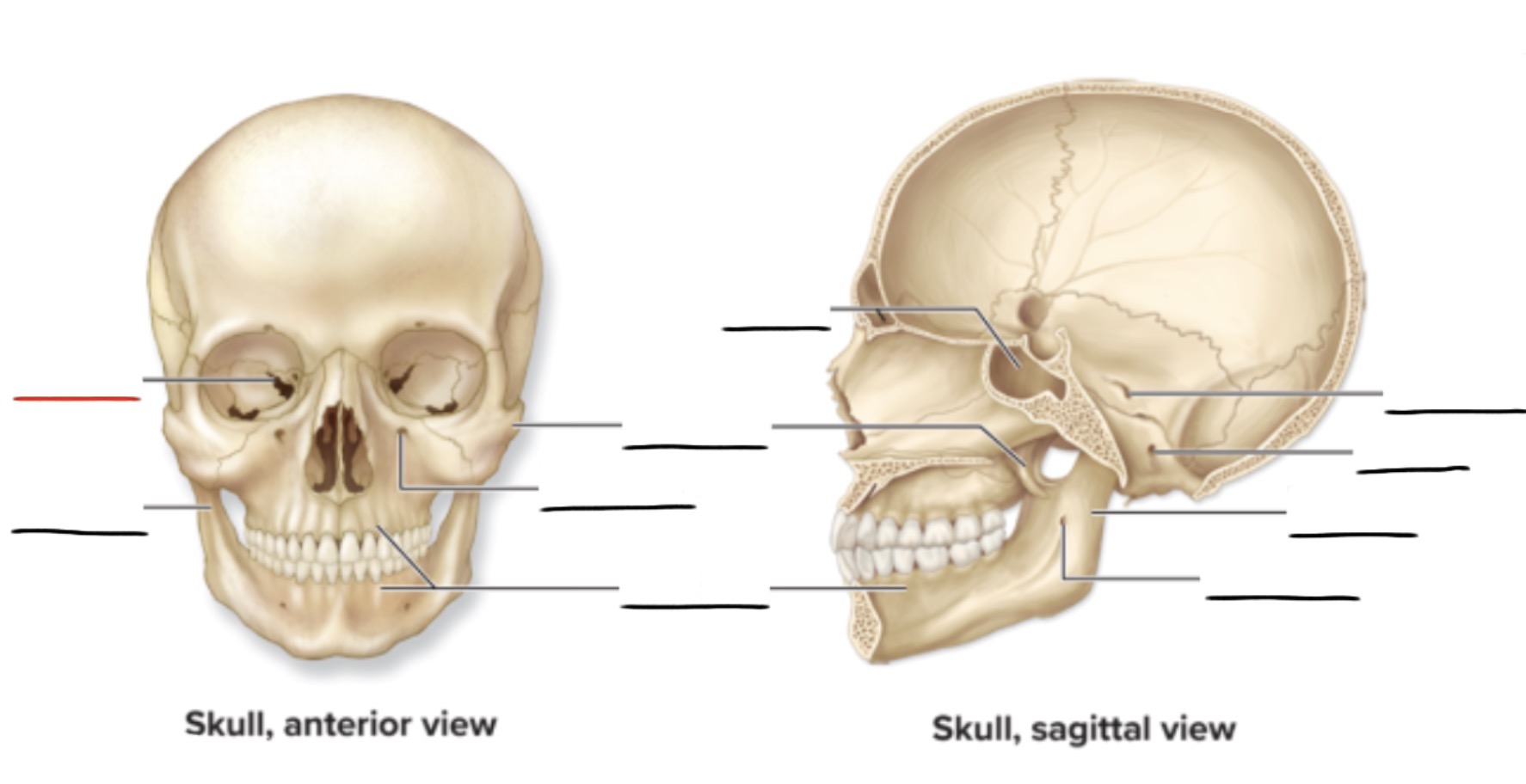 <p><strong>Anatomic Term</strong></p><p>Description</p><p>(General Structure)</p>