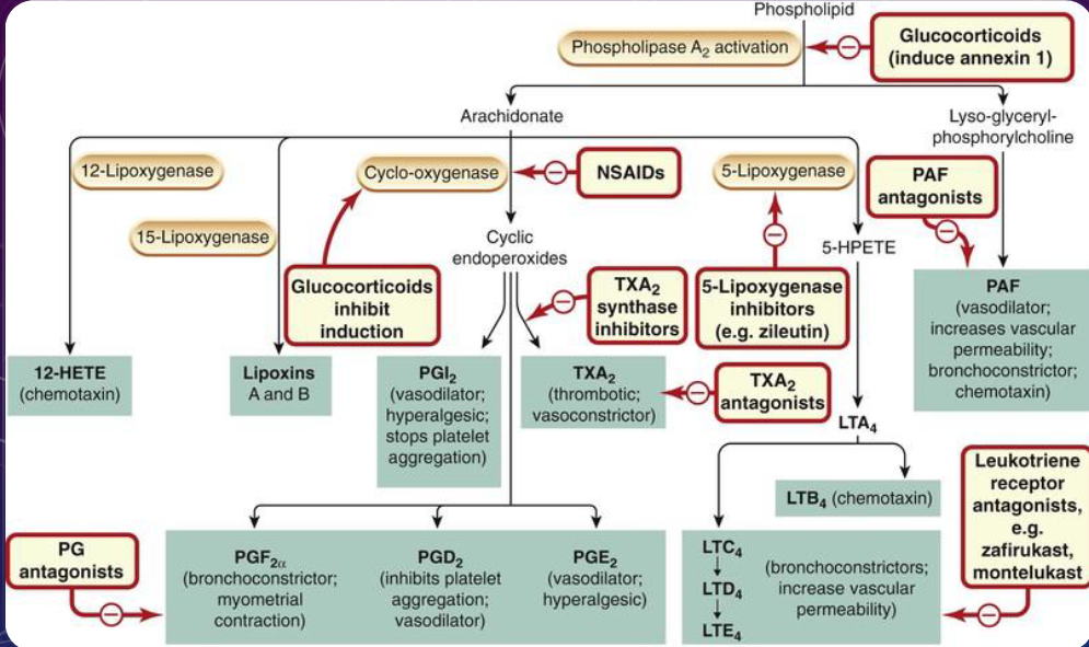 <p>phospholipid inflammatory mediators (notes) </p>