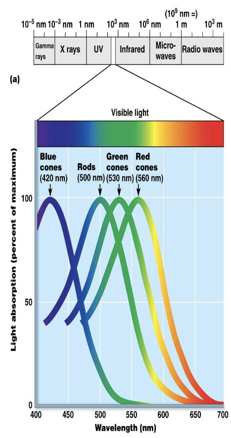 <p>IX. Light</p><ol><li><p>What is light?</p></li></ol><ul><li><p>What are packets of light energy called?</p></li><li><p>What do rods and cones respond to?</p></li></ul><p></p>