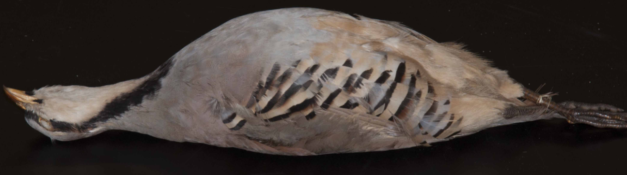 <p>Partridge / Chukar</p>