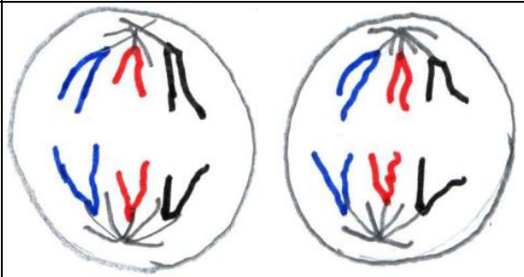 <ul><li><p>chaque chromatides sœurs est séparées par le fuseau méiotique.</p></li></ul><p></p>