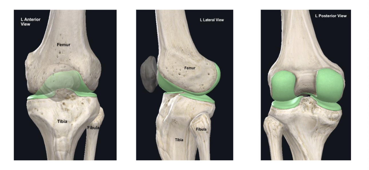 <p>Closed pack = full extension</p><ul><li><p>good bony congruency + stability </p></li></ul><p></p>