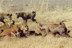 <p>competition between individuals of different species</p>