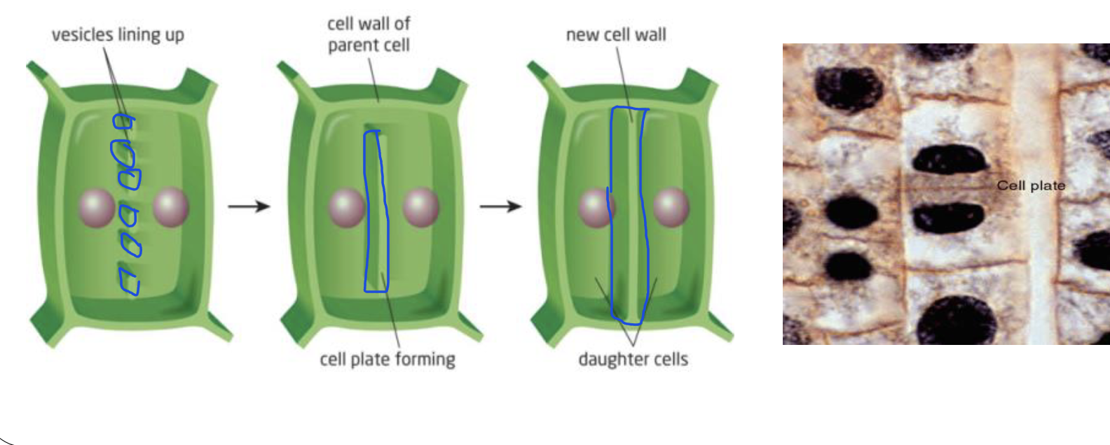 <p>A structure formed in dividing plant cells by Golgi-derived vesicles lining up between two new nuclei, eventually developing into the new cell wall.</p>