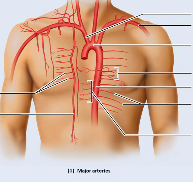<p>major arteries of the thorax (7)</p>