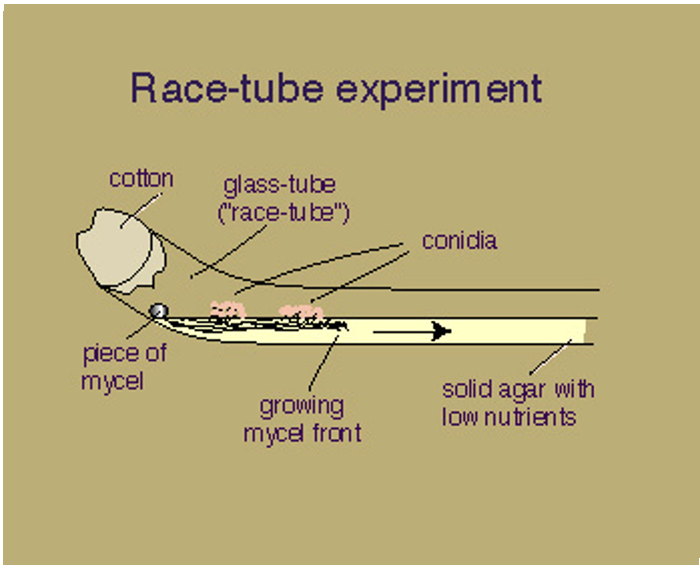 <p><span>Conidia formation is regulated by the clock and occurs approximately every 22hr as the mycel front continues.&nbsp; </span></p><ul><li><p><span>This can be easily observed in a “race-tube”.</span></p></li></ul><p></p>