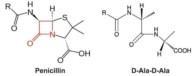 <ul><li><p>These drugs can inhibit crosslinking of PTG or interfere with a step in its actual synthesis.</p></li><li><p>Penicillins bind to penicillin-binding proteins (PBPs) in microbes irreversibly.</p><ul><li><p>Gram-negative cell PBPs are in the periplasm, where the drugs typically can’t reach.</p><ul><li><p>Chemical modification of the drugs can make them more likely to reach the periplasm, increasing the spectrum to Gram-negative cells.</p></li></ul></li><li><p>Gram-positive cell PBPs are in the outer cell wall, making them more susceptible to such drugs.</p></li></ul></li><li><p>Some microbes lacking PTG cell wall structures are naturally resistant to these drugs.</p></li></ul><img src="https://assets.knowt.com/user-attachments/31fc7420-d2ab-4b7a-9325-0f6818d940f7.png" data-width="100%" data-align="center" alt=""><p></p>
